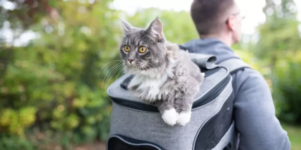 What Are the Best Outdoor Pet Backpacks for Carrying Small Pets? What Are the Best Outdoor Pet Backpacks for Carrying Small Pets?